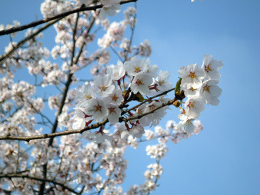 裸電球ぶら下げて-満開の桜